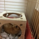 うさぎ 里親さん募集