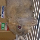 うさぎロップイヤーの里親募集！