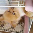 里親さん募集　ポメラニアン・オス３歳手渡し希望！