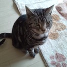 アメショーの避妊済みです。