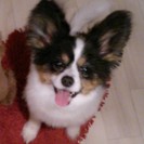 パタパタ元気いっぱいのパピヨン♂ - 犬