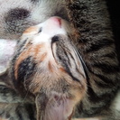 子猫差し上げます