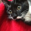 再び里親募集です！