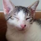 子猫差し上げます。