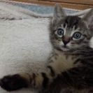 子猫を譲ります