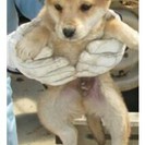 雑種の子犬です！