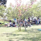 天神山公園さくら祭り  匝瑳市