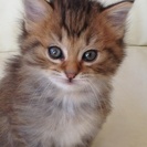 ラグドノルウェージャンフォレストキャットとラグドールのミックスです