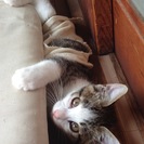 子猫の里親募集中です。(千葉)