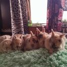 ミニうさぎの里親募集