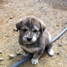 仔犬の里親募集