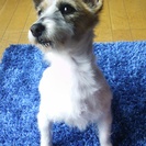 子供が犬のアレルギーでした。