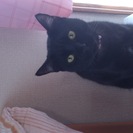 ６月で一歳になる雄の黒猫ちゃん