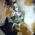 生後１ヶ月の子猫８匹