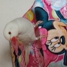 インコ一歳オス