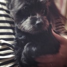 プードルとチワワのハーフ犬