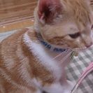 スコティッシュフォールド仔猫(4カ月)の画像