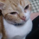 スコティッシュフォールド仔猫(4カ月) - 八尾市
