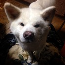 秋田犬の白毛のオスです。