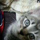 産まれて二ヶ月の子猫