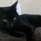 黒猫です!!