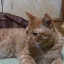 茶トラの猫です。
