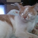 ミルクティーのような猫です!!