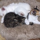 子猫の里親募集