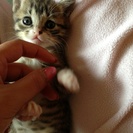生後一ヶ月半のかわいい子猫ちゃん