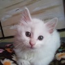 真っ白子猫ちゃん里親募集です