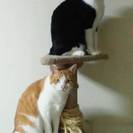 とてもとても困っています。(T-T)二匹の猫の里親募集をしていま...