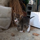 生後1ヶ月の子猫(オス)可愛がってくださる方に…