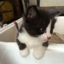 かわいい子猫(♀)可愛がってくださる方に