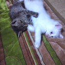 子猫おゆずりします(^-^)