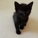 【決まりました♪】黒猫の子猫の里親募集