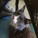 【大至急】長毛成猫の里親様募集