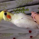 おしゃべり好きなオカメインコ♡ティーちゃん