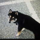柴犬 黒芝 雌６才