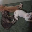 仔猫の里親募集