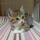 可愛い子猫の里親さん募集します！