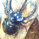 カブトムシ・クワガタのブリーダー仲間募集