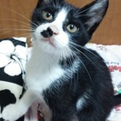 大切に飼って頂ける方探してます。