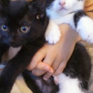 猫の親子３匹  元気な男の子と、おとなしいお母さん