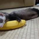 パスバレー  フェレット