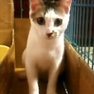 おひざが好きな猫ちゃんです(*^^*)