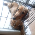 誰か可愛がって下さい♂ダックス