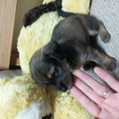 犬好き・可愛いがってくれる方限定!!