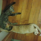 トラ柄の黒と茶色のこねこ譲ります★
