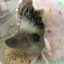 生後1年ハリネズミ♀ちゃん
