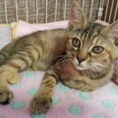 飼い猫から生まれた子猫の、里親さんを募集します！